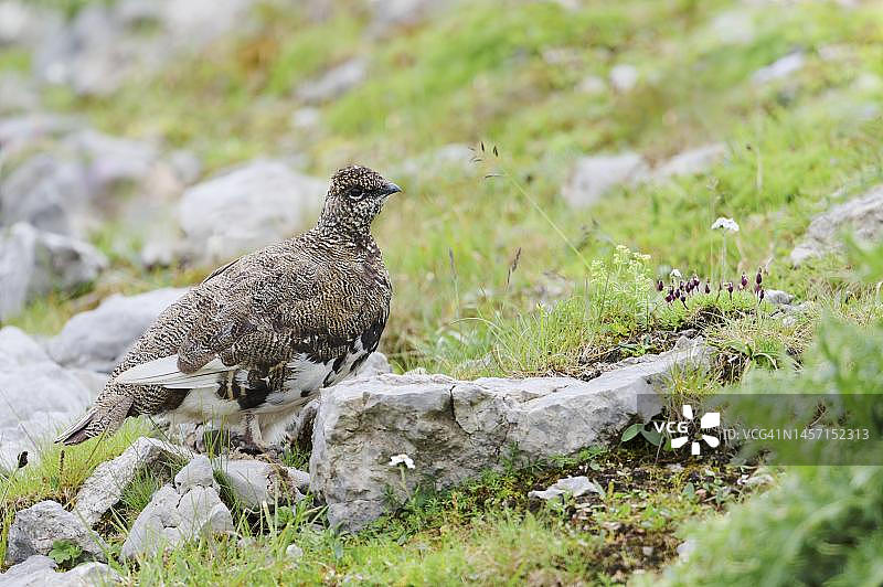 雷鸟，德国巴伐利亚州图片素材