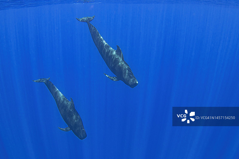 领航鲸Aug15-22图片素材