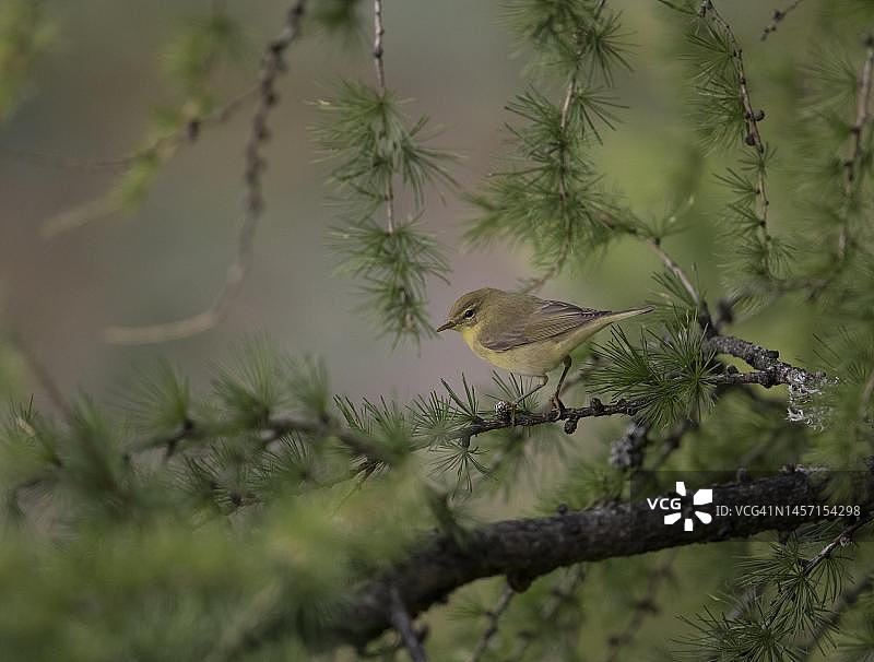 贝希特斯加登的柳莺（德国巴伐利亚州）图片素材