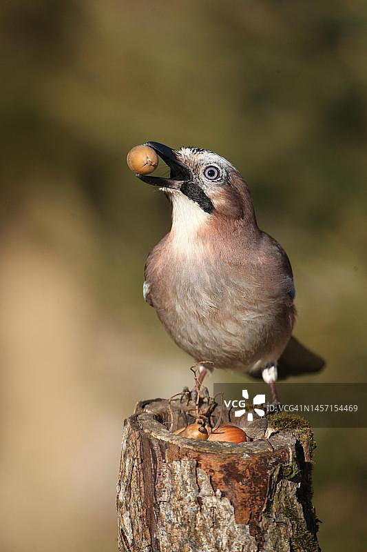 欧亚松鸦（Garrulus glandarius）喙中含橡子，阿尔高，巴伐利亚，德国图片素材