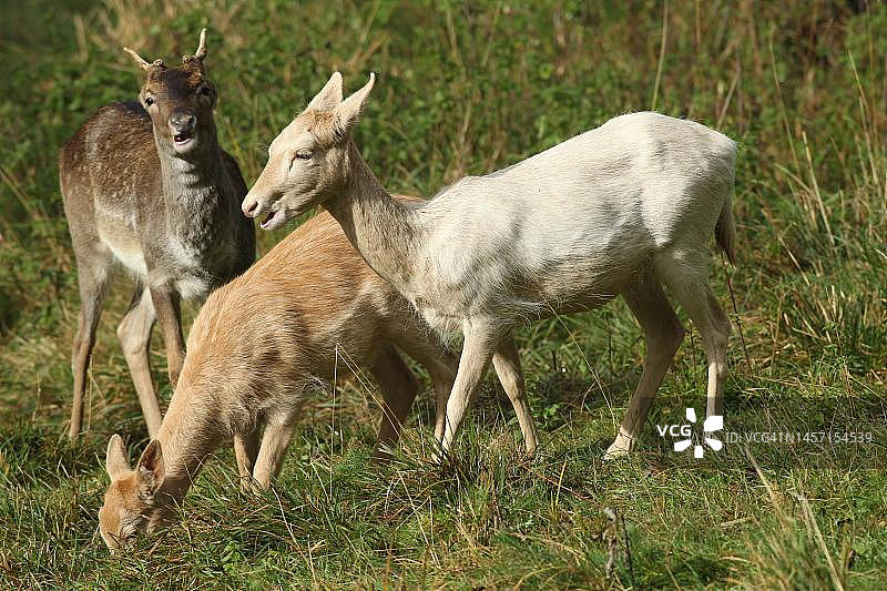 德国巴伐利亚阿尔高地区的白色雌性黇鹿与幼鹿图片素材