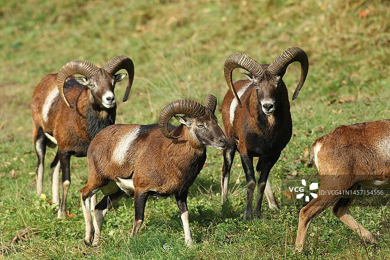 德国巴伐利亚阿尔高草甸上的摩弗伦公羊图片素材