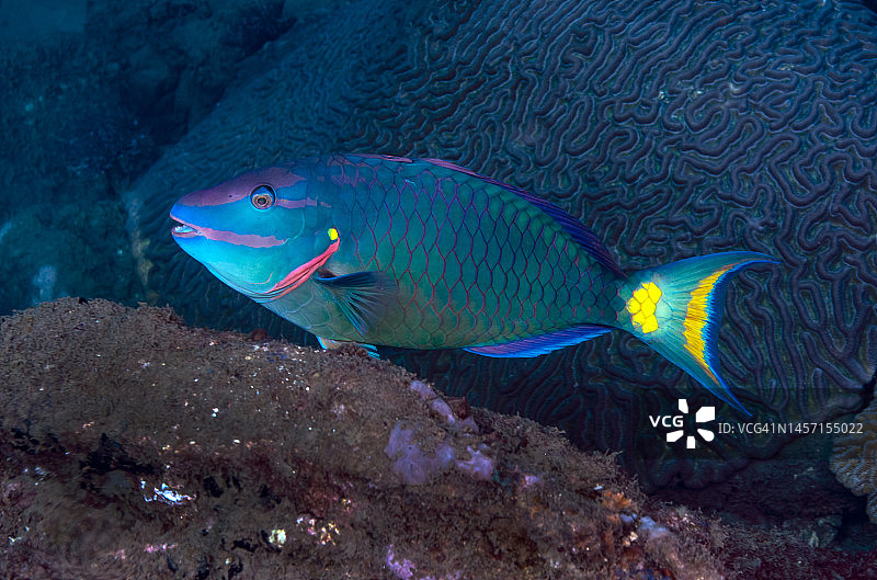 红绿灯鹦鹉鱼图片素材