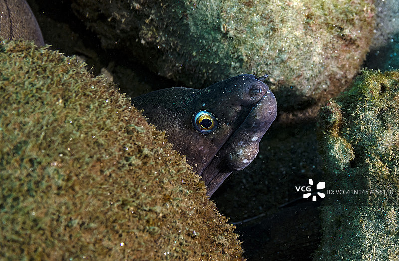 紫口海鳝图片素材