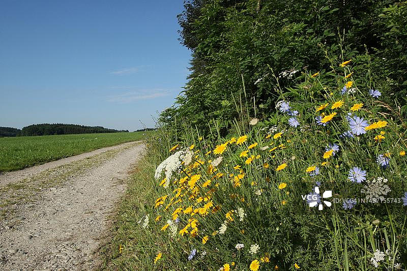 路边盛开的夏花：蓝色菊苣和黄色草甸婆罗门参，德国巴伐利亚州阿尔高图片素材