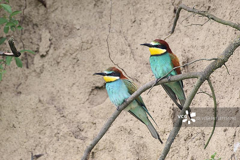 在匈牙利西部繁殖墙前树枝上的一对欧洲蜂虎图片素材