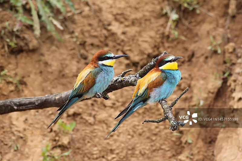 在匈牙利西部繁殖墙前树枝上的一对欧洲蜂虎图片素材