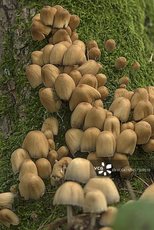 混合森林中的晶粒鬼伞，德国巴伐利亚弗兰肯尼亚图片素材