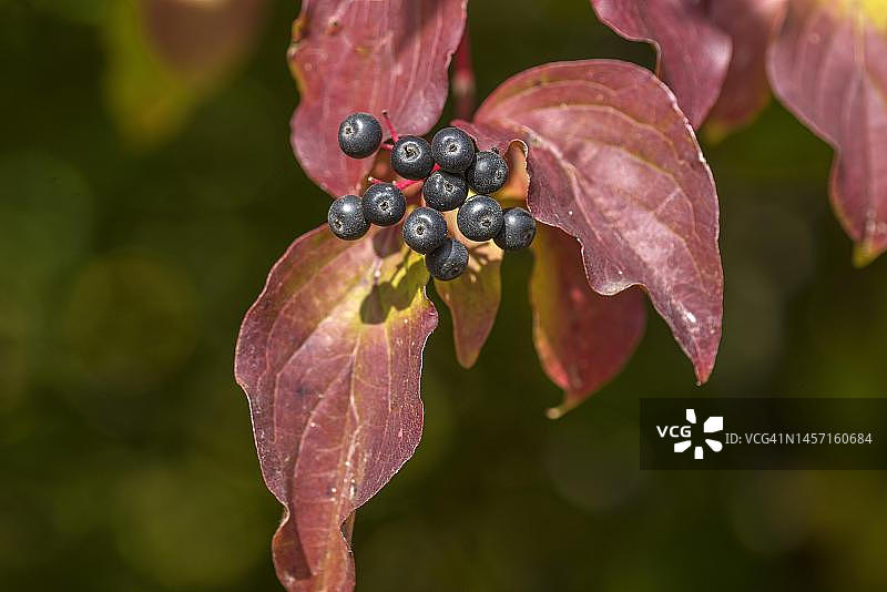 德国巴伐利亚秋季红 Common Dogwood（Cornus sanguinea）的果实图片素材