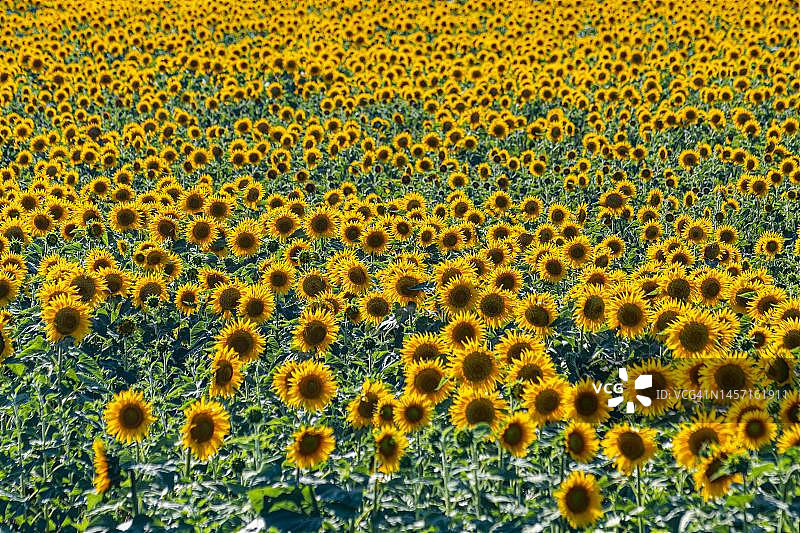 俄罗斯奥伦堡州的向日葵花田图片素材