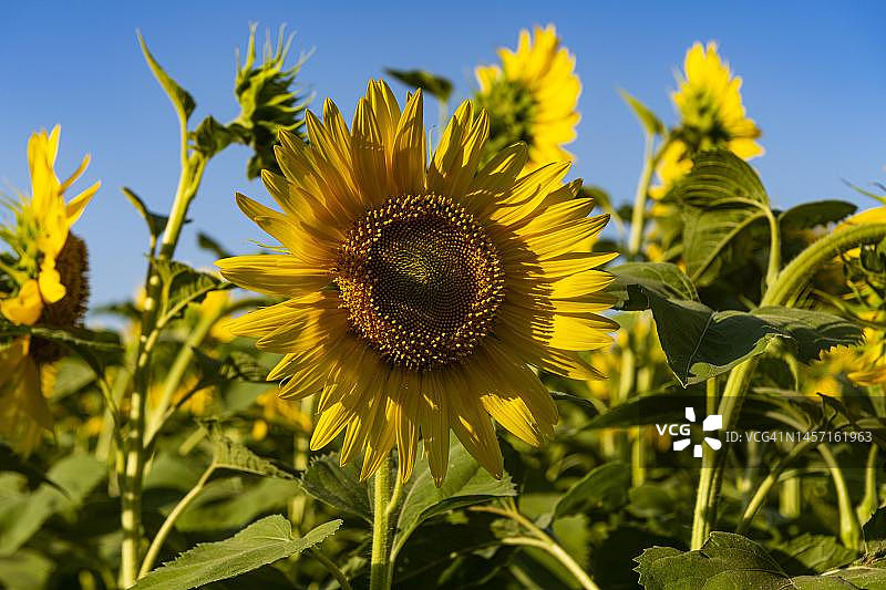 俄罗斯奥伦堡州的向日葵花田图片素材