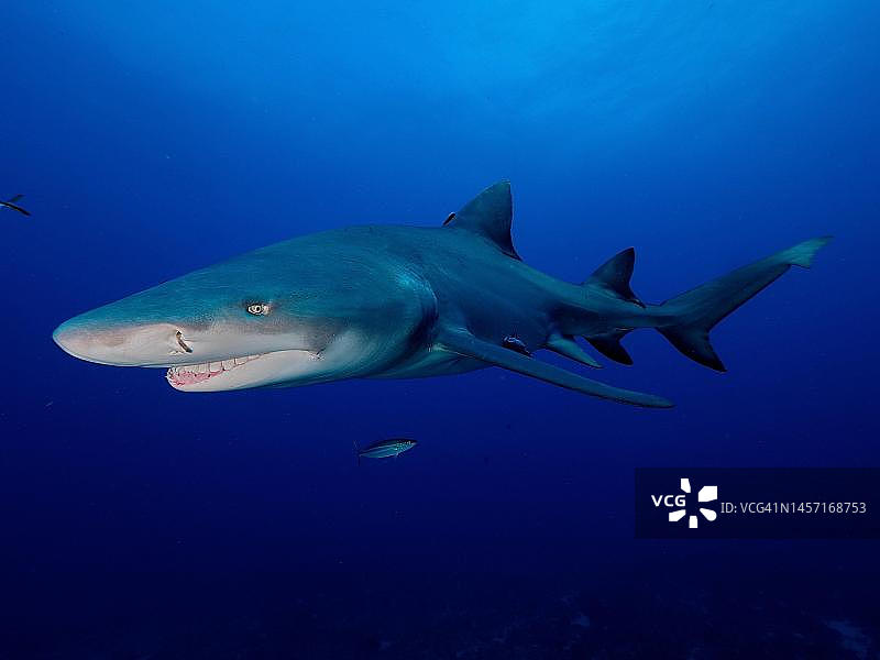 美国佛罗里达州朱庇特附近的柠檬鲨图片素材