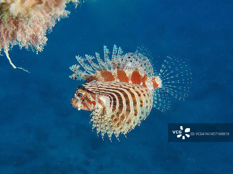 红海狮子鱼图片素材