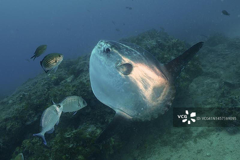 地中海清洁站的海洋翻车鱼，西班牙布拉瓦海岸罗萨斯图片素材