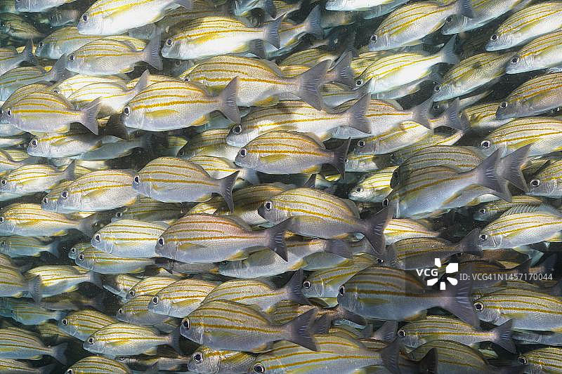 条纹石鲈鱼群，在南非阿里瓦尔浅滩图片素材