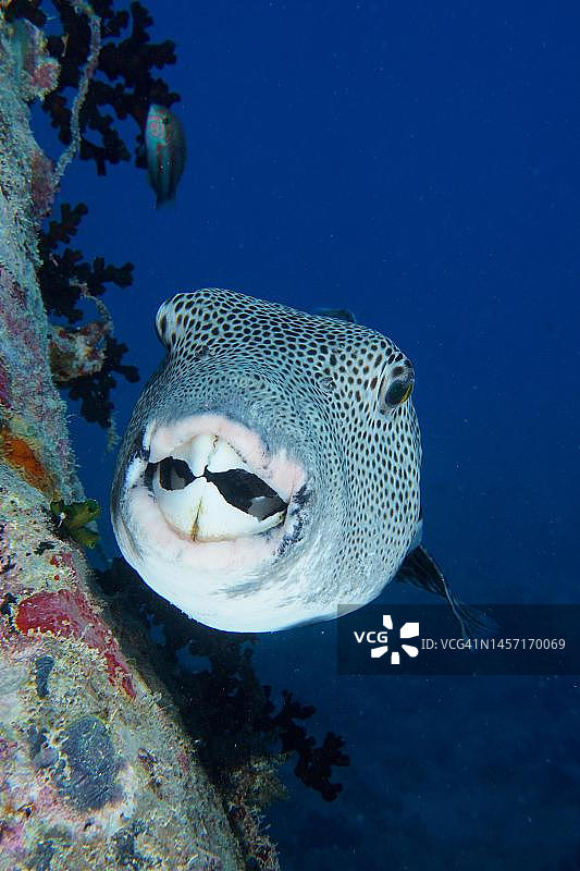 星斑河豚肖像，拍摄于埃及西奈红海Thistlegorm沉船潜水点图片素材