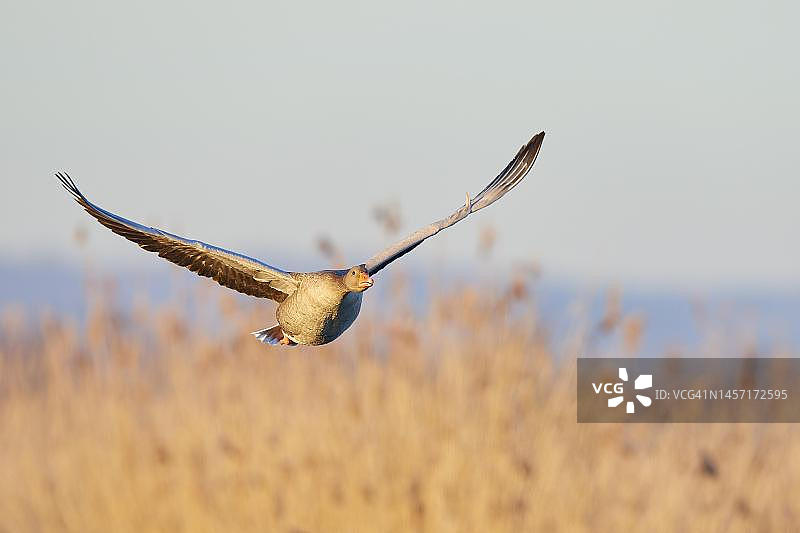 飞行中的灰雁，德国黑森州赖因海默池塘图片素材