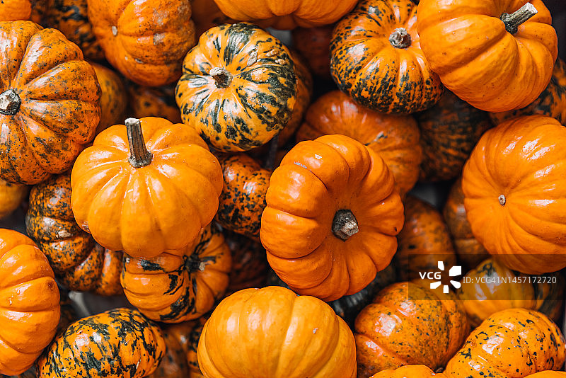 橙色南瓜全画幅照片图片素材