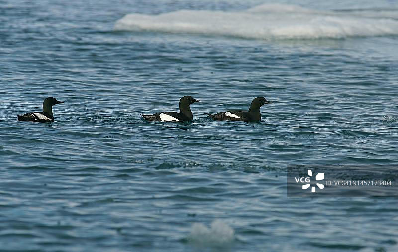 海鸠在水中游泳，斯匹茨bergen群岛，挪威图片素材