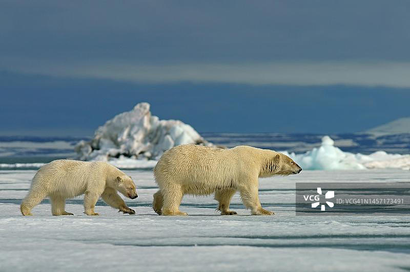 北极熊（Ursus maritimus），母熊和小熊在挪威斯瓦尔巴群岛的浮冰上行走图片素材