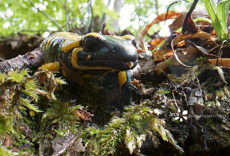 火蜥蜴，德国黑森州图片素材