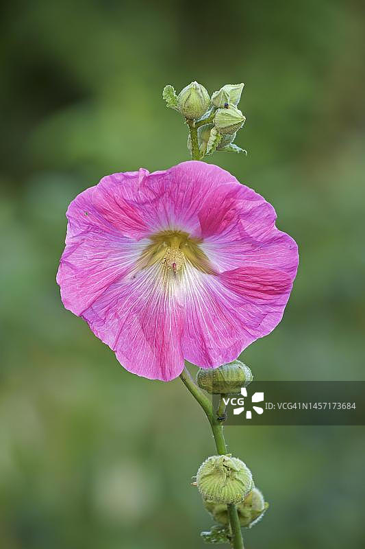 德国黑森州的开花蜀葵图片素材