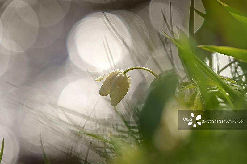 银莲花，德国黑森州图片素材