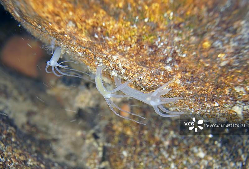 普通多头水螅（寻常水螅），德国黑森州图片素材