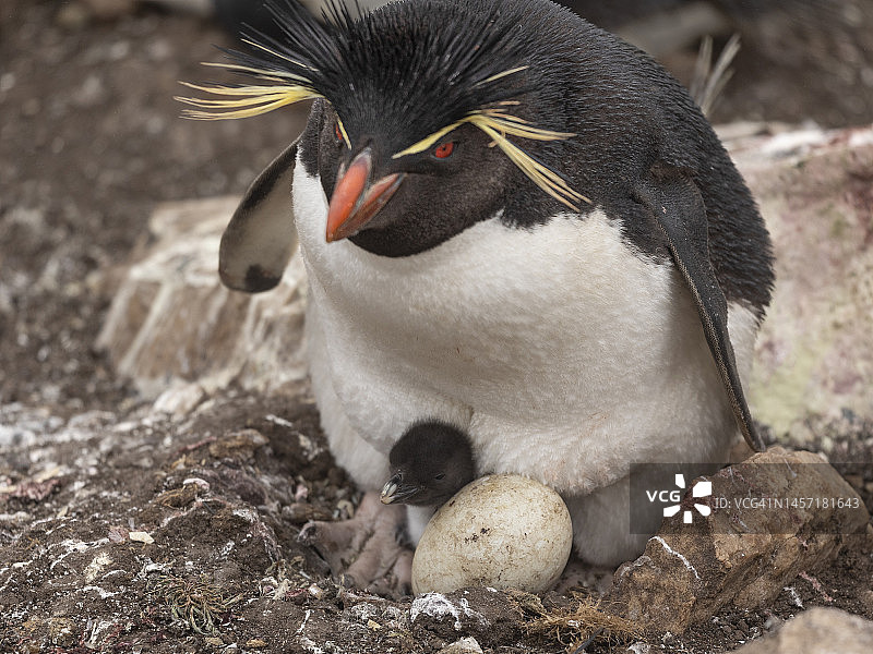 巴布亚企鹅幼鸟和蛋：福克兰群岛图片素材