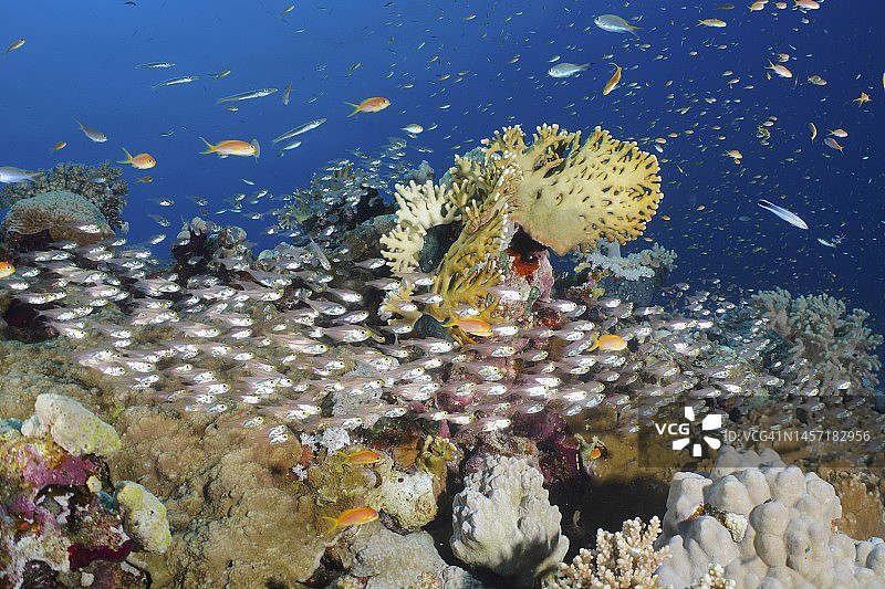 红海矮扫鱼群与各种石珊瑚和网状火珊瑚，埃及红海图片素材