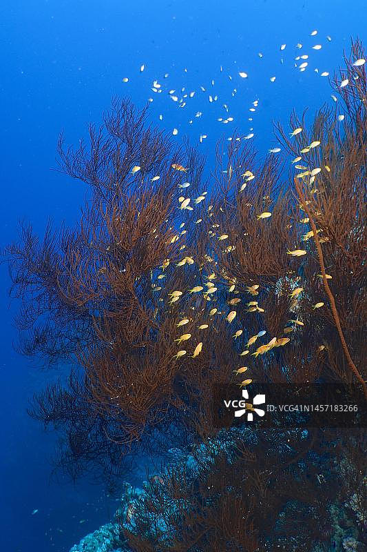 黑色灌木状黑珊瑚（柳珊瑚）与一群金花鲈鱼。埃及El Quesir乌托邦潜水点，红海图片素材