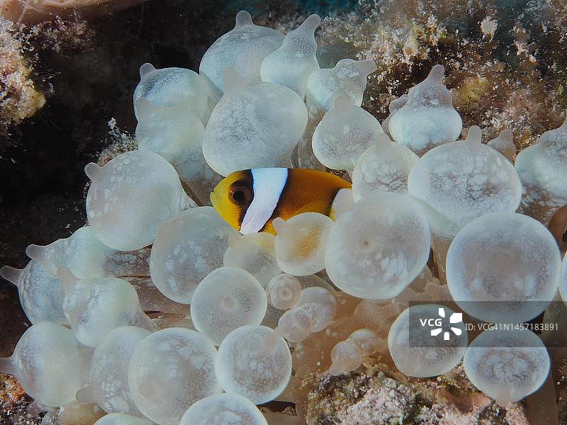 红海双带小丑鱼与奶嘴海葵，埃及红海凯西尔红树林湾潜水点图片素材