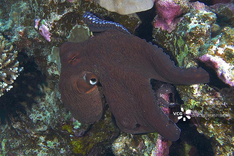 红海埃及埃尔库塞尔红树林湾Erg Fougani潜水点：礁石珊瑚中的大型蓝色章鱼图片素材