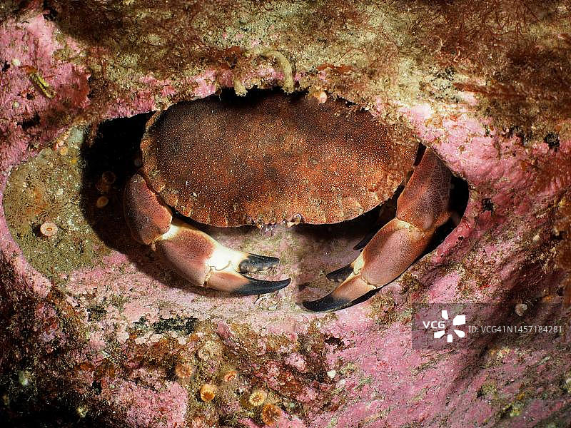 可食用蟹（普通黄道蟹），爱尔兰北部大西洋图片素材