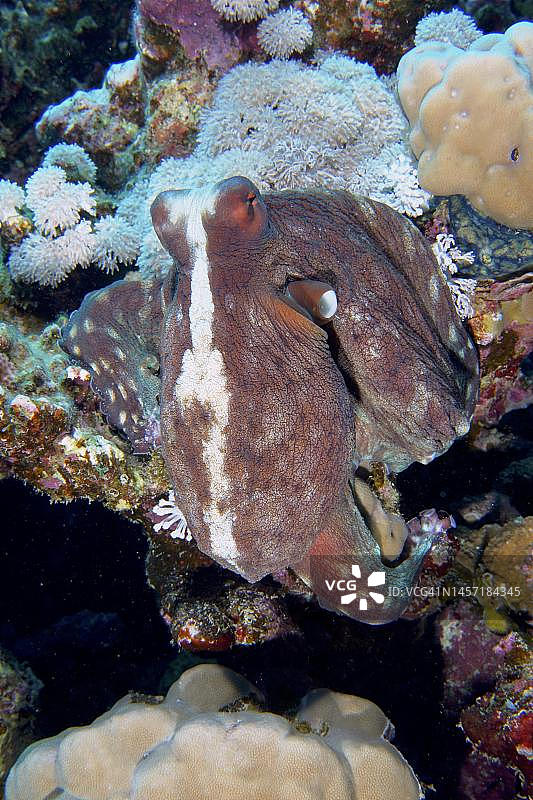 红海埃及埃尔库塞尔红树林湾Erg Fougani潜水点：礁石珊瑚中的大型蓝色章鱼图片素材