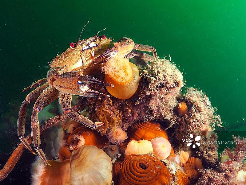 沉没浮标上的簇生海葵和螃蟹图片素材