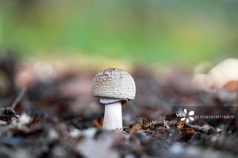 森林地面上的珍珠蘑菇图片素材