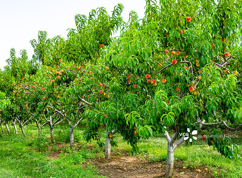 桃园里结满成熟桃子的桃树图片素材