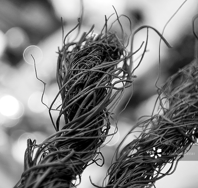 黄麻绳图片素材