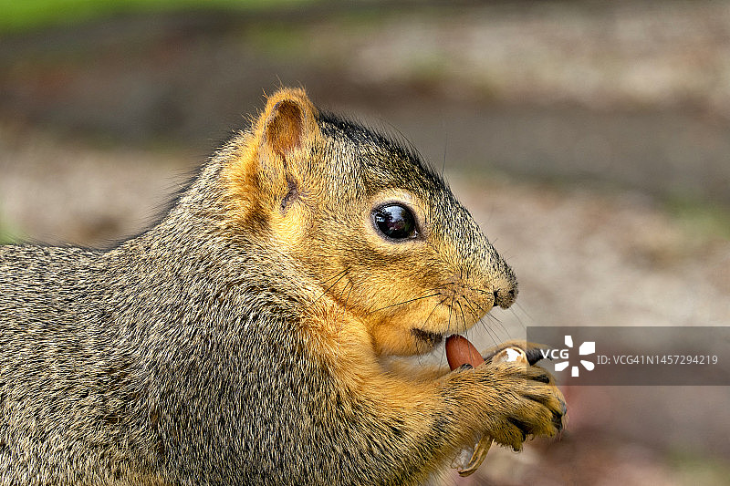 吃花生的松鼠的肖像图片素材