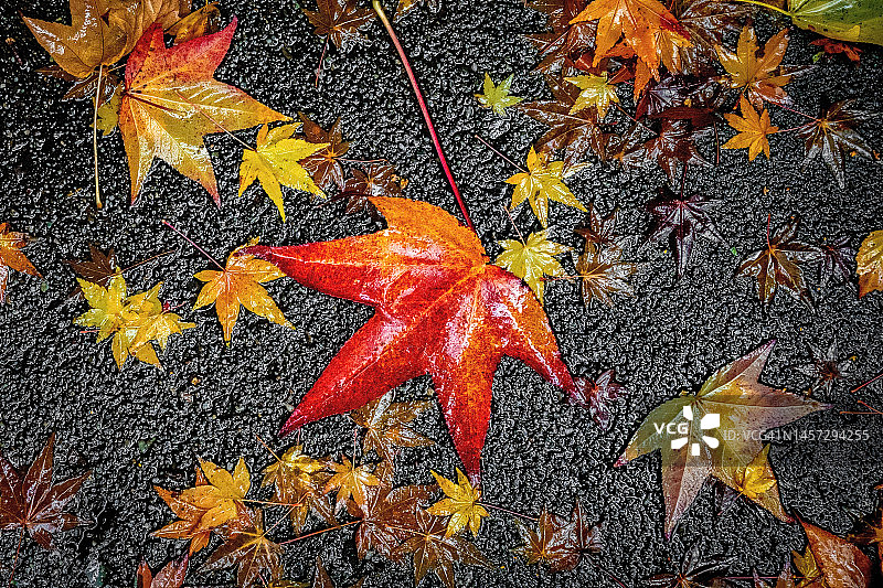 人行道上的彩色枫叶图片素材