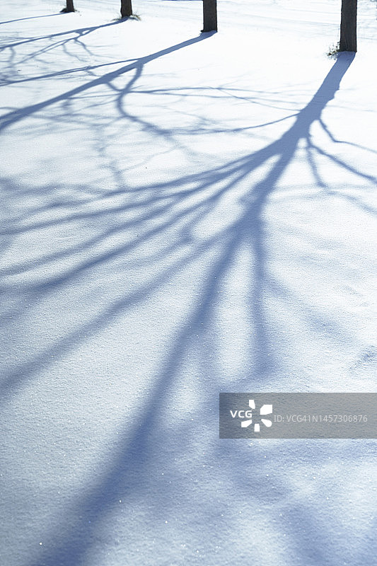 冬季阳光明媚的日子里，雪地上反射的树木图片素材