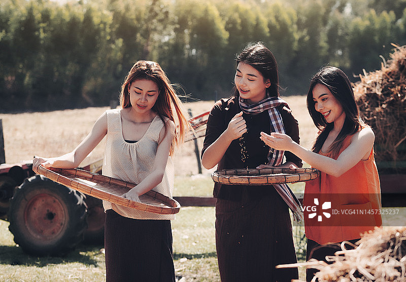 亚洲乡村妇女收集稻谷图片素材