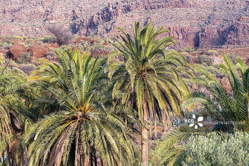 悬崖边的加那利海枣图片素材