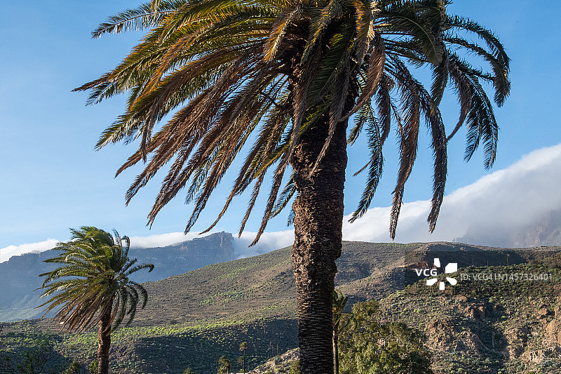 微风中的两棵加那利海枣树图片素材