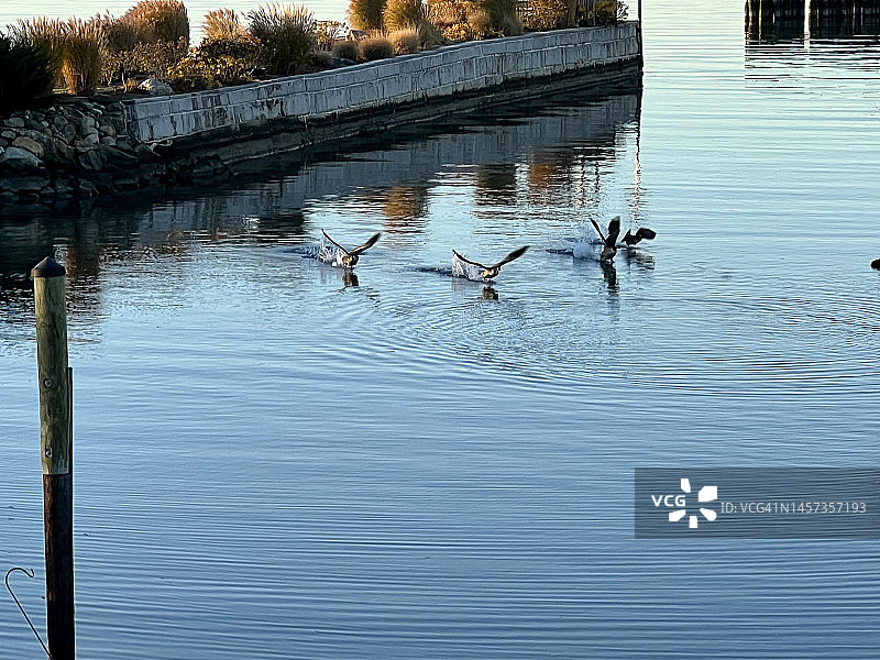 鹅群低空掠过泻湖图片素材