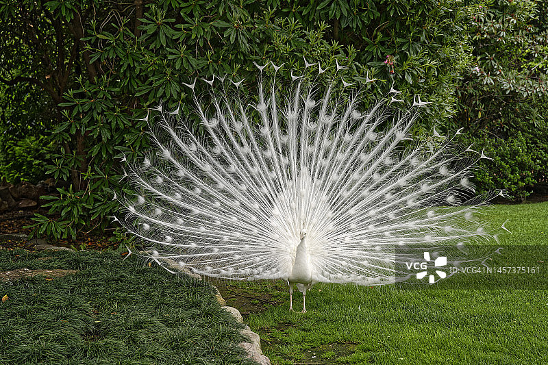 白色孔雀表演图片素材