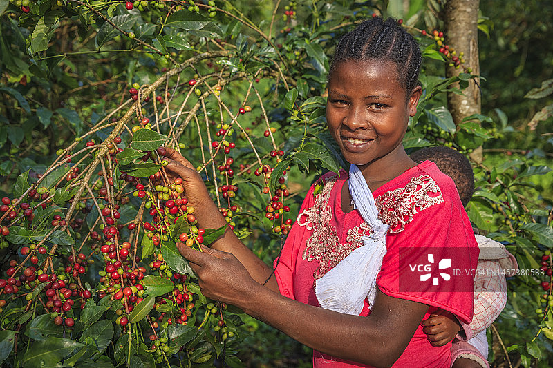 年轻非洲女人在东非采摘咖啡樱桃图片素材