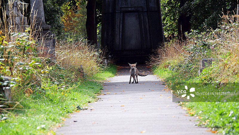伦敦布朗普顿公墓小路上的小狐狸图片素材