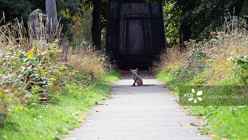 一只年轻的狐狸坐在伦敦布朗普顿公墓的小路上图片素材